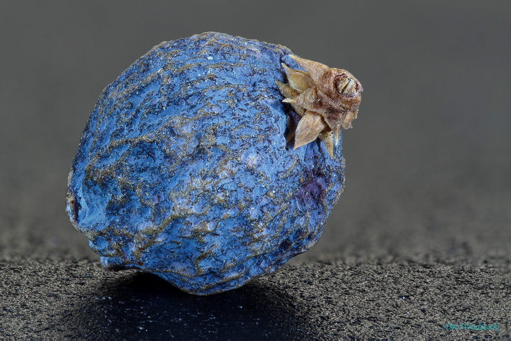 zur Galerie Focusstacking Focusstacking
